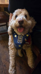 Mixed Colour Pet Bandana - Blue & Red | Labö Made UK - The Manchester Patch Bar